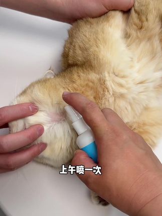 养宠家庭出现这些情况,别慌!就用这个派迪诺皮肤喷剂喷一喷,一天喷两次就可以了!#萌宠好物 #科学养宠攻略 #宠物皮肤喷剂 #宠物用品 #猫猫用品