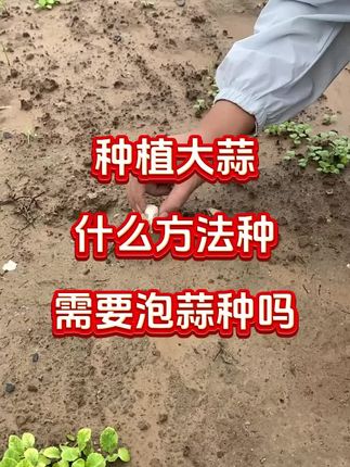 #大蒜#大蒜种植#大蒜拌种剂