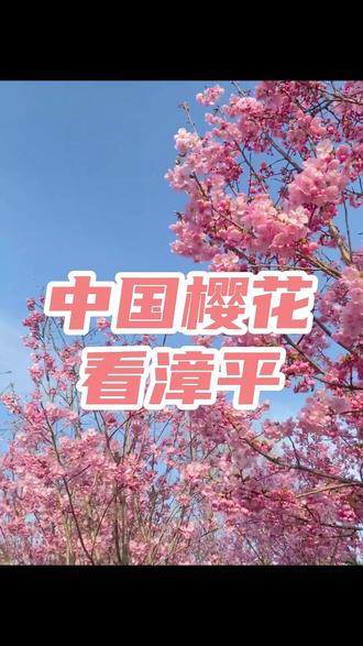 樱花速报:深色系樱花现已开放~ #吹爆美好目的地 #2026我的新春vlog #热气腾腾中国年 #樱花