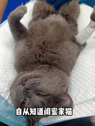 真的不要忽视猫咪尿闭呀铲屎官们一定要提前预防 #萌宠好物 #宠物吃货 #新手养猫 #养宠进阶指南