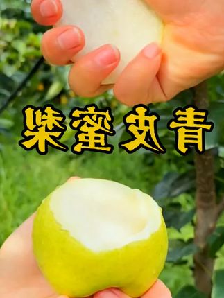 正宗砀山青皮蜜梨好吃不贵,产地直发16.9元#优质水果 #汁水多 #口感好 #快来一起尝个鲜 #青皮蜜梨