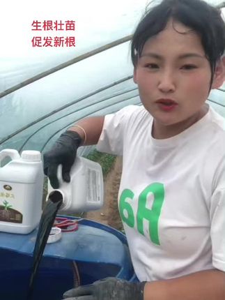 #生根壮苗 #养根护根 #预防根腐#农业种植