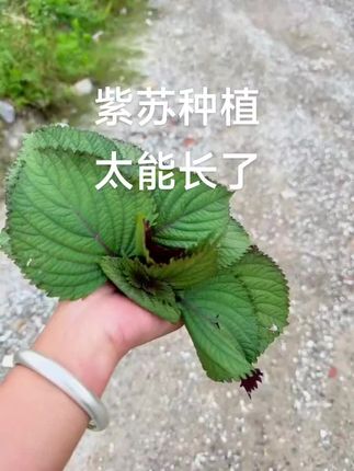 #紫苏苗#紫苏叶#紫苏种植 #紫苏怎么做好吃