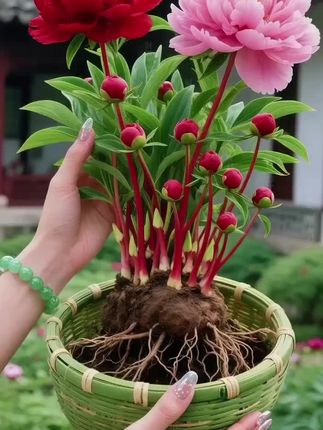 我滴天呐~这个芍药花真的太美了吧~花瓣层层叠叠的~美到心巴巴上了~#花卉绿植~#家庭种植#芍药花 #好看的花一定要分享给你 #爱生活爱养花