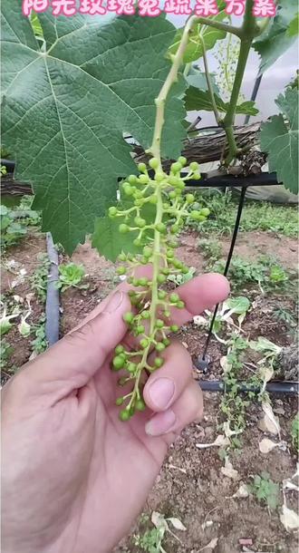 阳光玫瑰免蔬果#葡萄种植技巧 #葡萄种植 #葡萄树栽培技术