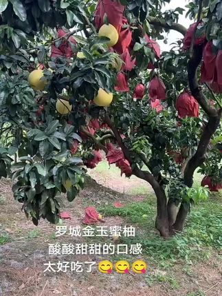 山野毛葡萄的季节过了,现在是金玉蜜柚的天下了,想吃这样水分多,酸酸甜甜的口感的柚子就找我哦😊😊😊😍😍😍#罗城金玉蜜柚 #家乡特产