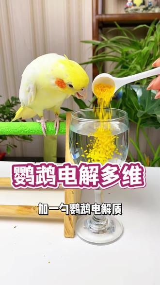补充鹦鹉电解质,鸟宝健康活泼羽色靓丽#鹦鹉 #电解多维 #养鸟好物 #鹦鹉日常