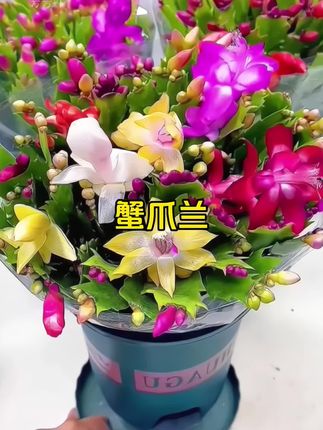 秋冬季节适合养 #蟹爪兰 它好养易活,花量大,花期长,寓意鸿运当头,锦上添花;喜欢的花友们别错过哦~~ #花卉绿植 #爱生活爱养花 #好看的花一定要分享给你 #养花小知识