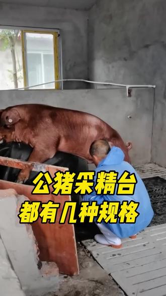 #公猪采精台 #畜牧养殖设备 #养殖设备一站式采购 #养猪技术 公猪采精假母台 猪人工授精母猪台 训练公猪爬台假猪台