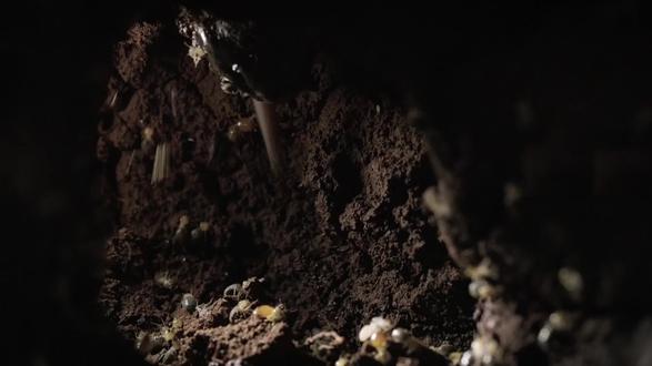 草原慢动作杀手🔥 无牙却能日吞3万只蚂蚁,快灭绝了 草原上藏着一种“慢动作杀手”,无牙无齿,凭一根长舌日吞3万只蚂蚁,走路慢到离谱,却是进化天花板。可这个在地球上活了千万年的活化石,如今正一步步走向绝境,看完真的破防了😭 #食蚁兽 #草原生态 #动物科普 #濒危动物 #保护野生动物