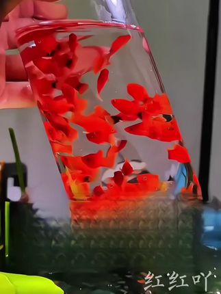 米奇鱼#观赏鱼 #观赏鱼世界 #水族 #水族爱好者 #米奇鱼