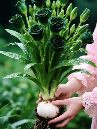 水培玫瑰,是平淡日常里悄然藏着的浪漫惊喜✨ 无需像土培时费心浇水、施肥、除虫,仅靠清水养护,十来天换次水就行 就算是养花“小白”,也能让玫瑰在玻璃瓶里,四季绽出繁花🌸 把这份小确幸,轻轻放在卧室窗台 出门晃荡小半个月,回来瞧见它仍倔强盛放,平凡日子里,满是温柔花香萦绕~ #水培玫瑰 #室内绿植 #爱生活爱养花 #水培植物 #爱生活爱养花