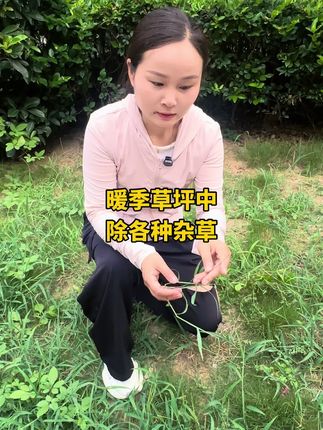 百慕大 马尼拉 台湾草 结缕草 兰引三号草坪中这个季节长了乌蔹梅 马唐 水花生 香附子等如何防治?#草坪草皮 #河道养护 #园林绿化养护 #市政园林绿化 #草坪基地
