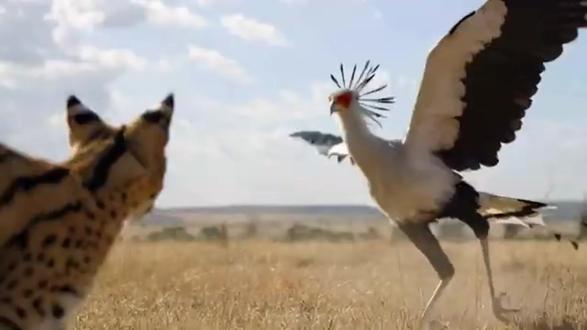 薮猫大战蛇鹫:草原生死瞬间 #动物世界 #野生动物零距离