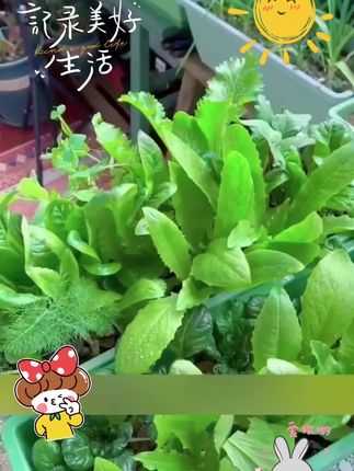 给大家推荐一款种菜盆,适合阳台、楼顶院子。它可不是一般的种菜盆,它是霍伦种菜盆,种出来的蔬菜长得特别漂亮,而且这个种菜盆不仅美观大方,实用性还很强,它的底部有一个用来储水的托盘,这样就不怕植物缺水了,有了它,在家就能吃到新鲜的蔬菜,喜欢的朋友赶紧点击下方链接抢购吧!#在家种菜 #家庭养花 #阳台种植 #好物推荐🔥