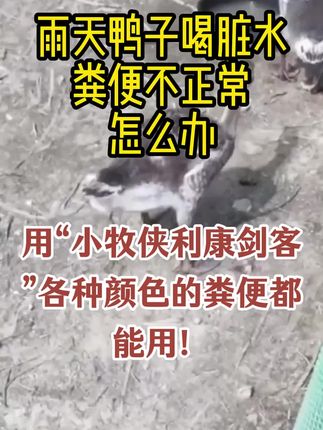 连续降雨,地面积水,鸭子喝脏水拉稀了怎么办?用#小牧侠利康剑客 #养鸭 #养鸭人 #鸭拉稀