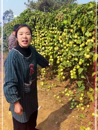 【17个装】钦蜜九号黄金百香果50-60g配开果器 坏果包赔A