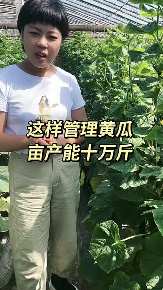 亩产黄瓜十万斤从这开始#黄瓜种植 #新农人计划2023 #抖音助农