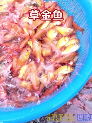 #草金鱼 #四大家鱼养殖 #水产养殖 #水产人