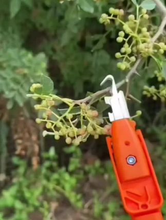 【花椒采摘器】剪花椒的用剪刀通用摘椒器掏花椒剪采摘器摘花椒器#我的农村生活 #抖音助农#三农#好东西一起分享 #五金工具大全