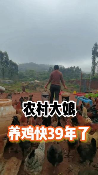 农村大娘养猪妙招#养鸡人 #土鸡养殖 #三农养鸡 #养鸡知识分享 #散养生态土鸡