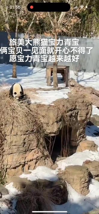 2026年2月8日我们的俩个宝贝又见面了,都很开心,尤其是我们的小宝力开心的不得了。希望宝力青宝越来越好,每天吃饱饱!早日回家🙏🏻🙏🏻🙏🏻 #大熊猫宝力 #大熊猫青宝 #大熊猫云川鑫宝 #大熊猫宝元德瑞 #熊猫小奇迹@@花香 @桑梓怡