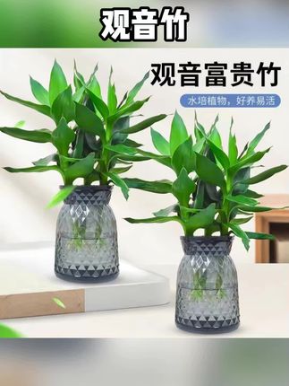#观音竹 水培观音竹室内四季绿色桌面盆景盆栽轻奢烟灰树脂盆#水培观音竹 #观音竹盆栽 #观音竹盆景 #观音竹水培