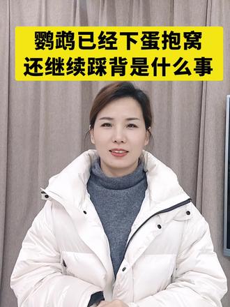 鹦鹉已经下单抱窝,继续踩背正常吗#养鹦鹉 #鹦鹉养殖技术 #鹦鹉 #牡丹鹦鹉 #小太阳鹦鹉