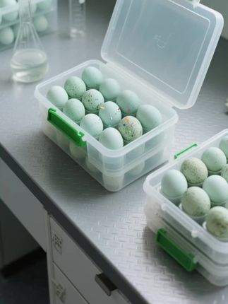 家人们快来薅!鄱阳湖散养土鸭蛋做的松花皮蛋,个个金黄透亮~ 口感软糯Q弹,带着淡淡松香味,超好吃!溏心地道,不管叫皮蛋还是变蛋,都值得带回家尝尝,赶紧冲!