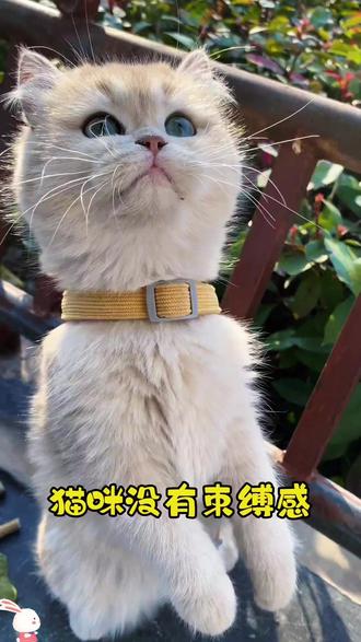 带猫出门的正确方式!#遛猫 #牵引绳
