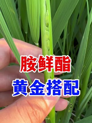胺鲜酯不要单独使用,这既要这样用 #胺鲜酯 #农业种植 #病虫害防治 #瓜果蔬菜 #小麦种植