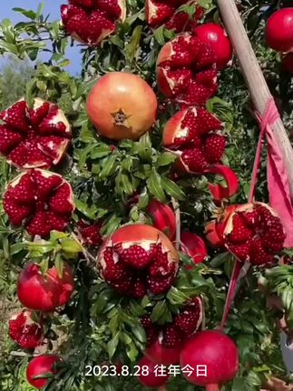 正宗突尼斯软籽石榴四川会理水果新鲜整箱当季无红宝石凉山现摘籽#软籽石榴 #新鲜采摘 #强烈推荐 #抖音助农 #快来一起尝个鲜