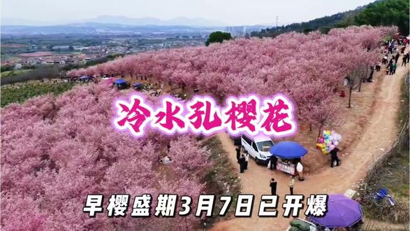 快来看樱花啊!#冷水孔樱花 #边走边拍#记录生活 #原视频