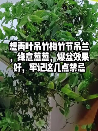 想青叶吊竹梅竹节吊兰,绿意葱葱,爆盆效果好,牢记这几点禁忌#花卉绿植#生活小妙招#养花小知识#养花#一花一草一世界