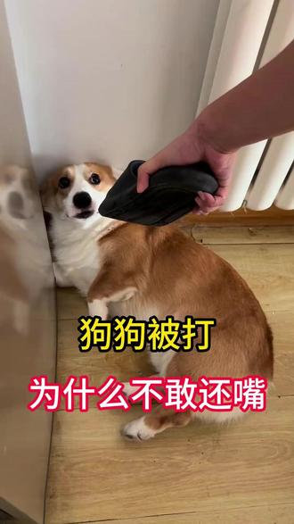 狗狗被打,为什么不敢还嘴? #狗狗 #养狗人 #养狗经验分享 #新手养狗