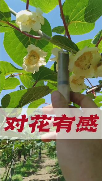 周至猕猴桃果农的#五一劳动节 原来是这个意思!猕猴桃对花真的有用吗?#猕猴桃人工授粉