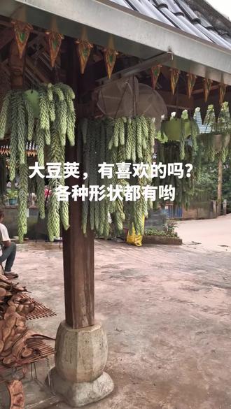 大豆荚,平安豆,有你喜欢的吗?#平安豆 #云南豆荚 #豆荚 #西双版纳 #日常分享