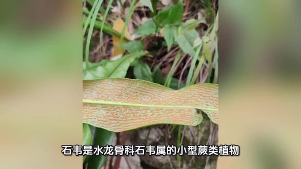 #科普 中草药之石韦#植物百科