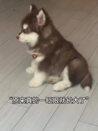 钱袋爱吃肉❤️