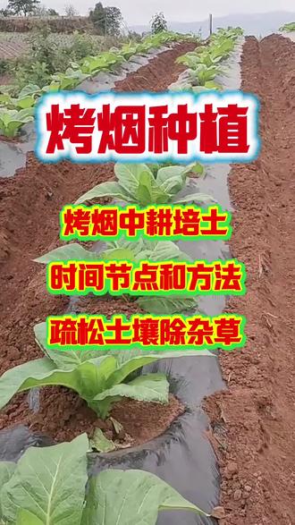 烤烟中耕培土的时间和方法#烤烟培土 #烤烟种植技术与管理 #农业种植 #种植小技巧