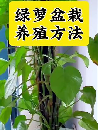 绿萝盆栽养殖方法和注意事项 大叶绿萝黄叶干枯焦边掉叶怎么补救 绿萝养护方法和施肥要求 绿萝经常出现黄叶焦边黑斑枯萎怎么补救 绿萝施肥用什么肥料#绿萝营养液 #绿萝叶子变黄 #绿萝黄叶 #绿萝烂根 #绿萝专用肥 绿萝专用肥料 绿萝专用营养液 绿萝柱出现黄叶枯叶空枝烂根怎么办 绿萝怎么扦插繁育 绿萝能有效吸收室内甲醛有害气体 寓意生机勃勃 招财进宝 绿萝怎么安全过冬 夏季绿萝怎么预防病虫害 绿萝怎么修剪支撑