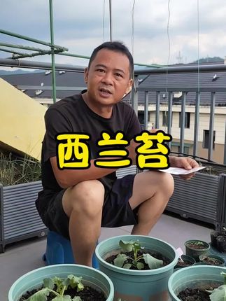 花菜强烈建议大家种西兰苔#种菜 #西兰苔 #种地 #阳台种菜