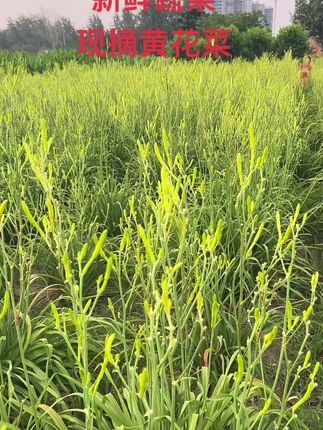 #黄花菜 #新鲜采摘 #应季蔬菜 #现摘现卖 #干湿黄花菜