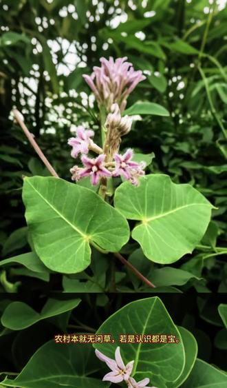 可食用野菜→萝藦#野菜#植物百科