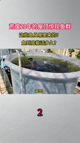 荒废20年的屋顶惊现鱼群,这些鱼从哪里来的?鱼到底能活多久?#科普#涨知识#屋顶#鱼#内容启发搜索