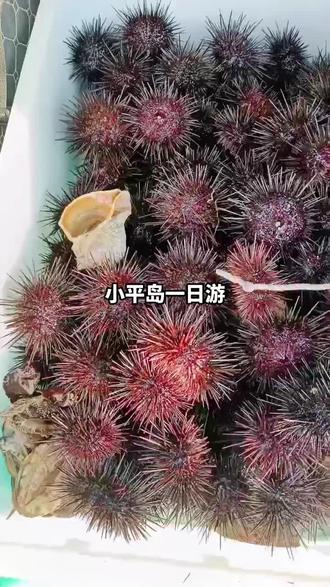 干点海胆包饺子#户外赶海抓海鲜 #海鲜当然是现捞的最新鲜 #喜欢赶海的关注我 #赶海赶海赶海啦 #好东西一起分享给大家