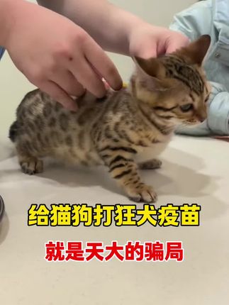 给猫狗打狂犬疫苗,就是天大的骗局。 #养猫的日常 #科学养猫 #狂犬病毒检测卡 #新手养猫 #科学养宠攻略