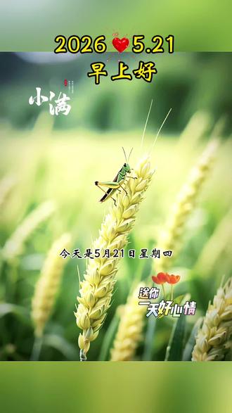 今天是5月21日星期四,早上好呀,今日小满,麦穗初饱,江河渐满,人生最好是小满,愿你在这个温润的节气里,收获小小的满足、愿你甜在心里,香在眉梢,工作顺心,家庭温馨,祝你小满安康,心中常有欢喜,眼里总有星光#早安#早上好#小满#小满节气#小满文案