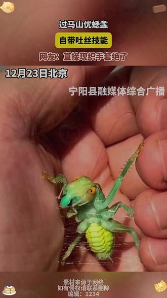 #过马山优蟋螽
自带吐丝技能
网友:直接现织手套绝了