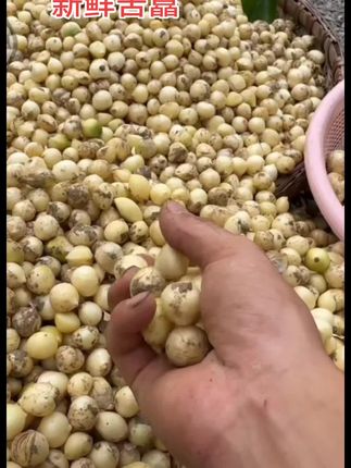 小时候经常挖来吃的野菜,你们还记得吗?就是这个小东西,它叫苦藠,也叫小根蒜,吃起来特别香,但它的味道很特别,不喜欢的人吃一口就会受不了,喜欢的人却越吃越上瘾。#苦藠#苦藠猪肚汤 #农产品